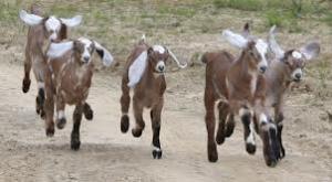 photo curtesy of Ironhillfarm.com