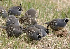 quail